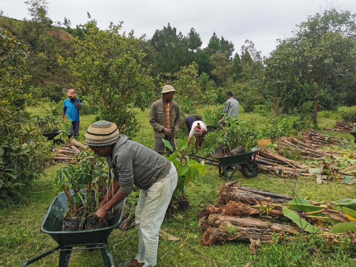 Des villageois chargent de jeunes arbres dans des brouettes lors d'une campagne de plantation à Madagascar.