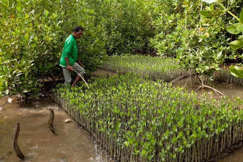 Un ouvrier inspecte une parcelle de jeunes palétuviers replantés dans la vase d'une mangrove.