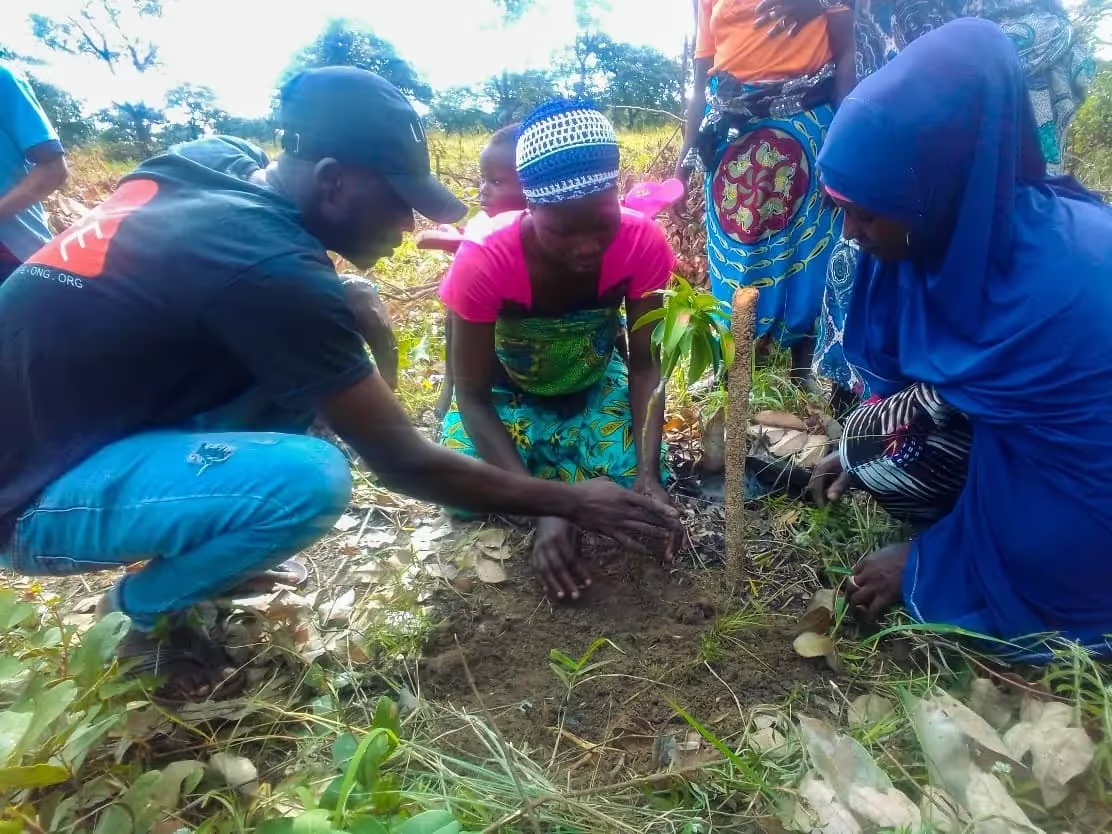 Un animateur de LIFE et deux villageoises tassent la terre autour d'un jeune arbre lors d'une plantation communautaire.
